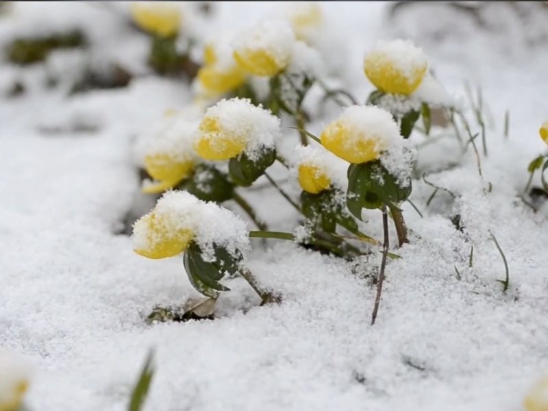 Prikaz cveta u snegu