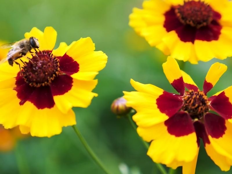 Prikaz žuto smeđeg cveta