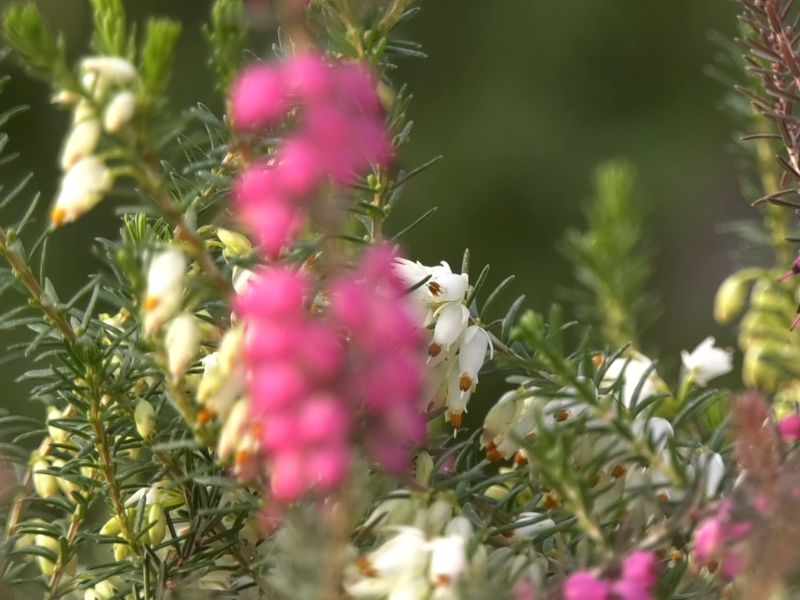 Prikaz cveta Erika vres 