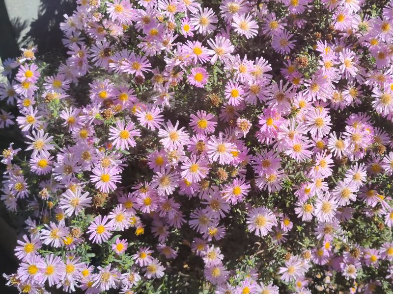 Cvet Zvezdan plavo ljubicaste obje